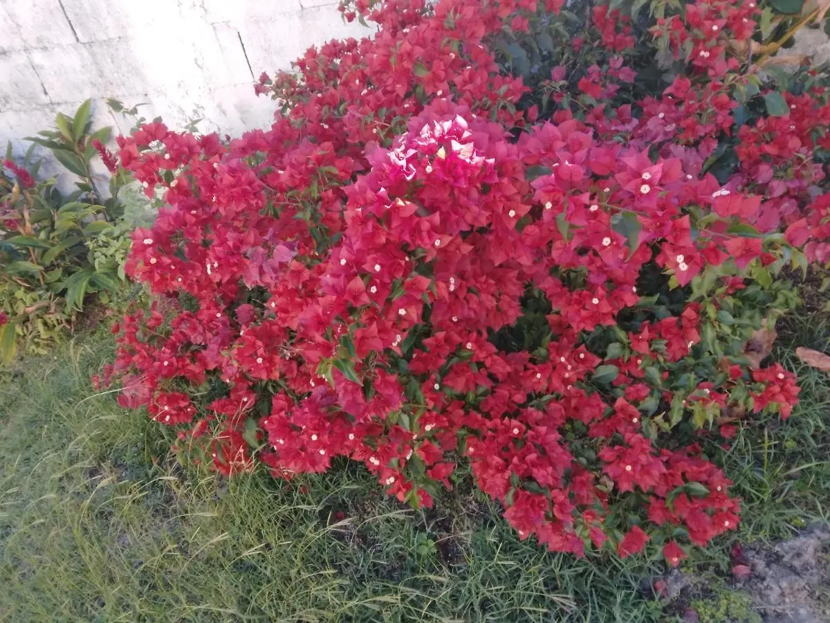Appartement Les Bougainvilliers à Le Gosier