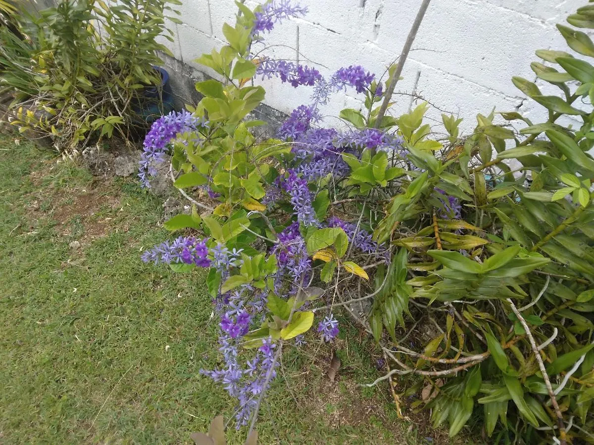 Appartement Les Bougainvilliers à Le Gosier