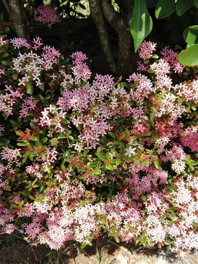 Apartmán Les Bougainvilliers Le Gosier   Le Gosier (Grande-Terre)